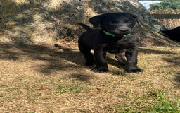 Labrador Retriever dogs for sale: Black KC Labrador puppies available (FTCL) - Image 4
