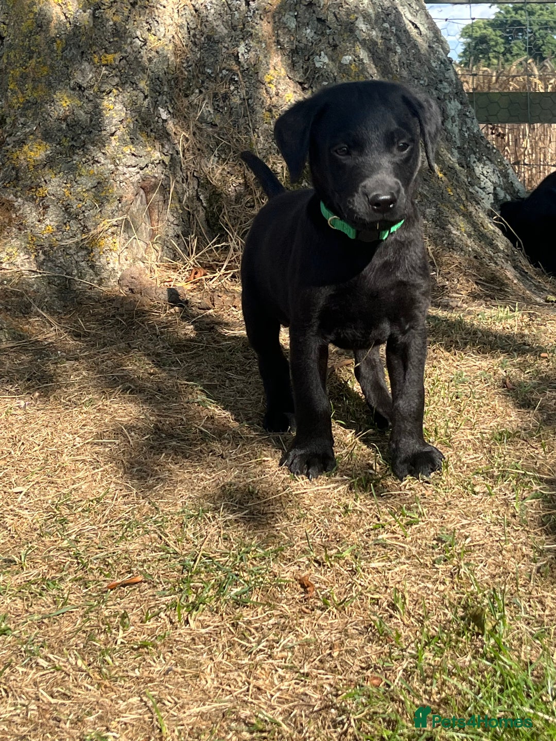 Labrador Retriever dogs for sale: Black KC Labrador puppies available (FTCL) - Image 4