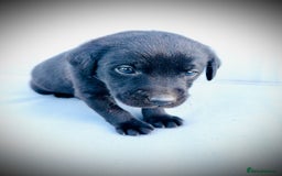 Labrador Retriever dogs for sale: ✨Gorgeous Labrador Puppies Ready for New Homes! ✨ - Image 9