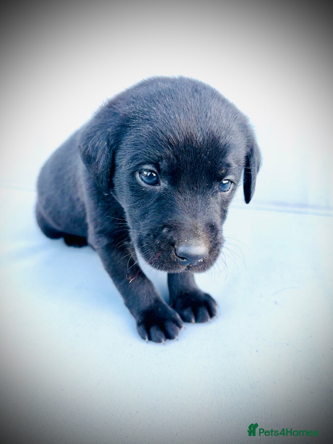 Labrador Retriever dogs for sale: ✨Gorgeous Labrador Puppies Ready for New Homes! ✨ - Image 9
