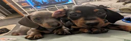 Miniature Dachshund dogs for sale: Miniature Dachshund puppies  - Advert 30