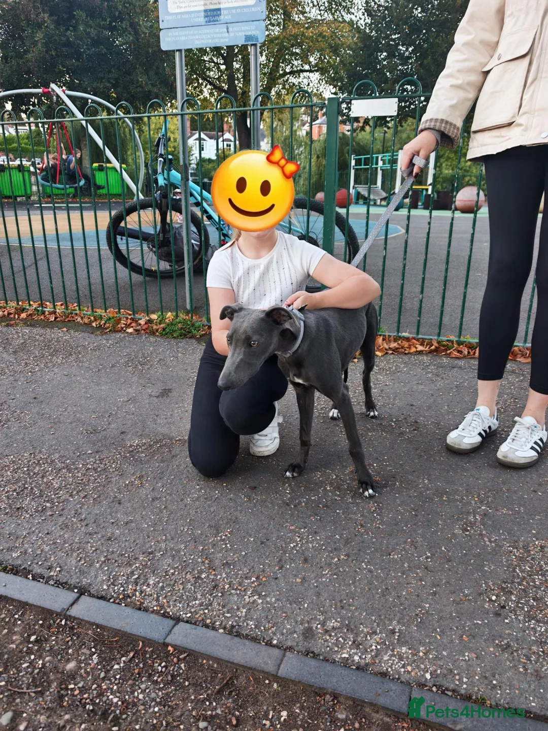 Whippet dogs for sale: Sweetest Boy Needs a Loving Home - Advert 2