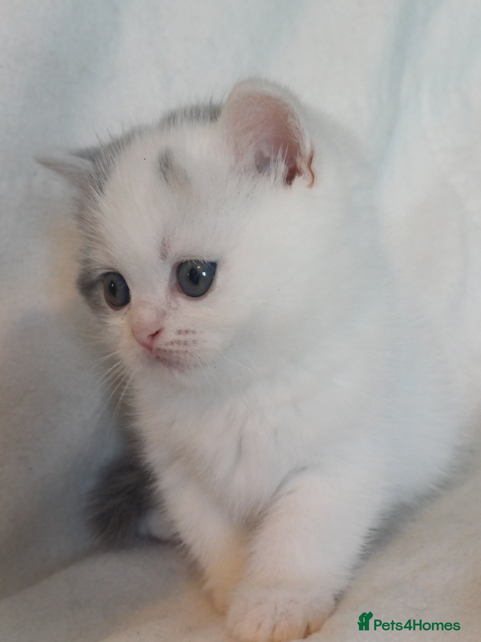 British Shorthair cats for sale: Gorgeous Brittish Shorthair 🐱 - Advert 15