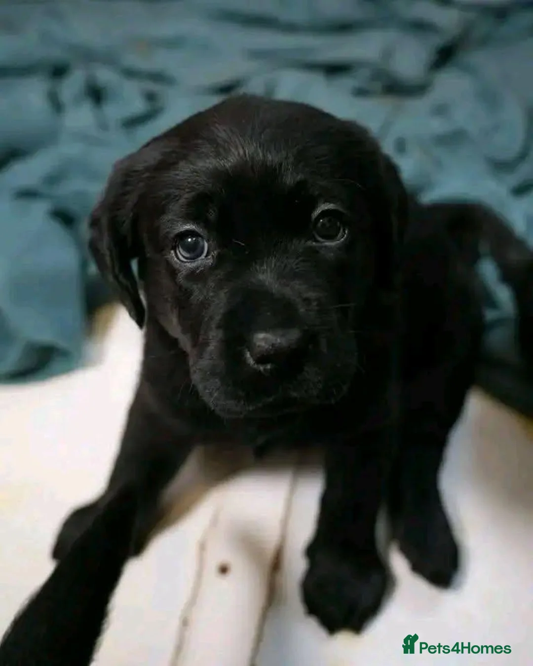 Labrador Retriever dogs for sale: 7 stunning black & red /yellow Lab puppies in Aberdeen - Advert 2