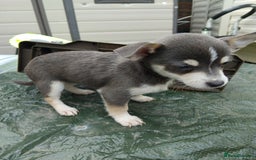 Mixed Breed dogs for sale: 5 beautiful jackchi puppies - Image 1