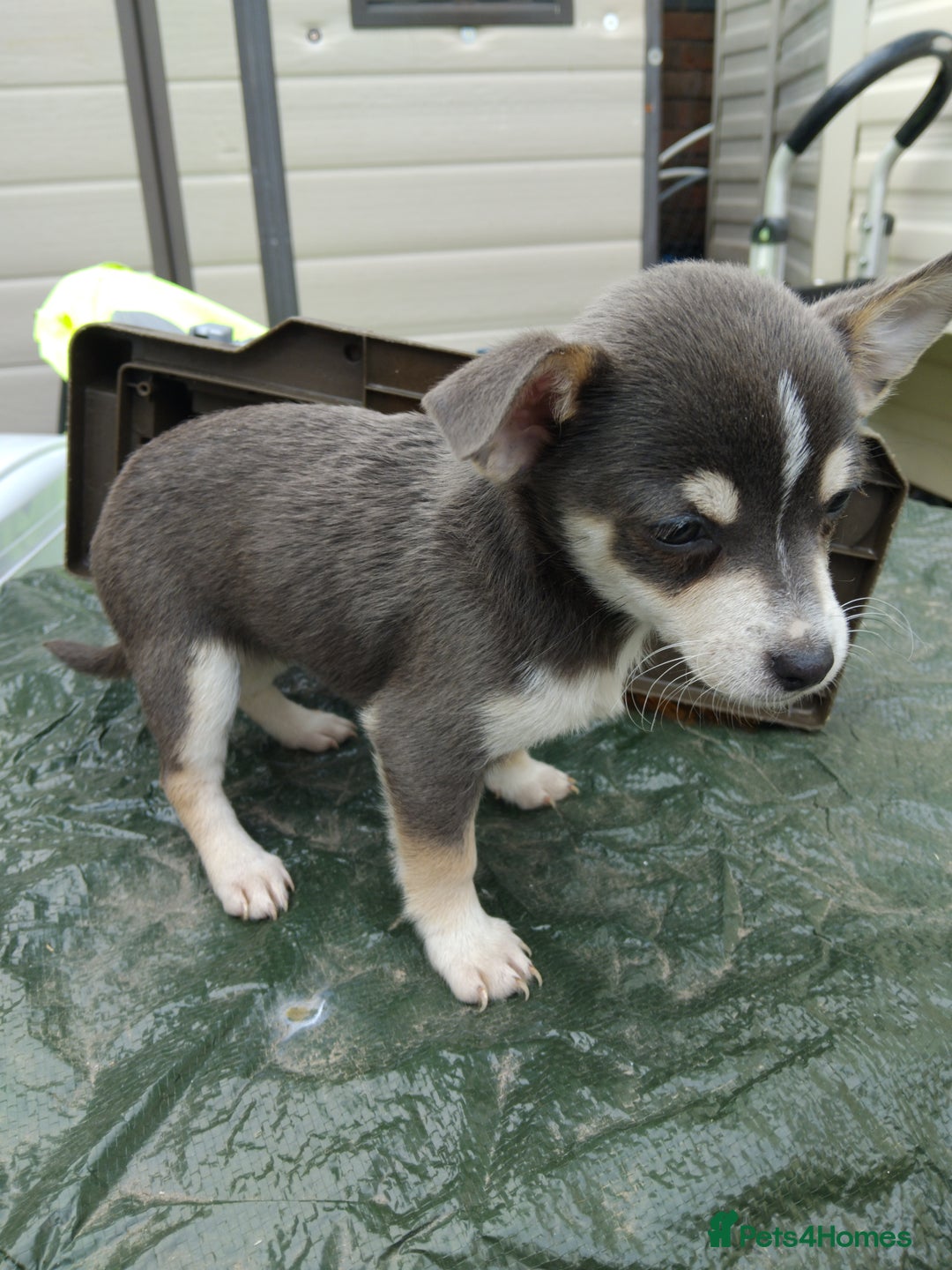 Mixed Breed dogs for sale: 5 beautiful jackchi puppies - Image 1
