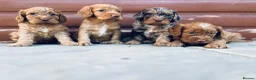 Cocker Spaniel dogs for sale: Stunning cocker spaniel puppies  - Advert 4