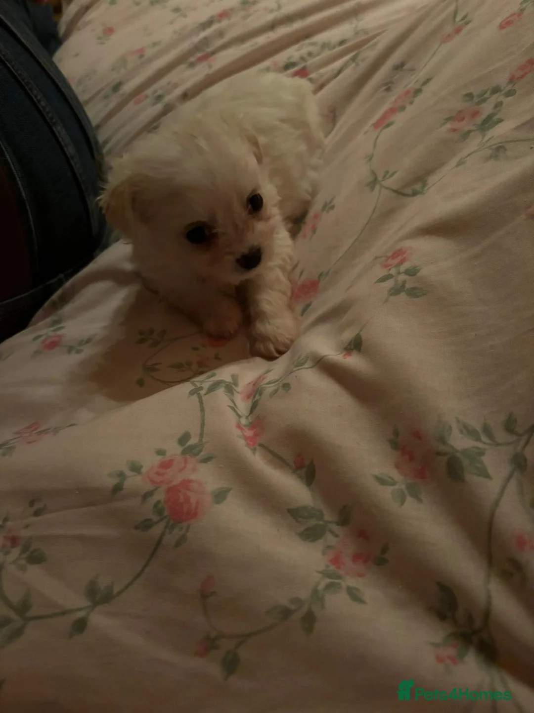 Maltese dogs for sale: Maltese puppy's  - Advert 3