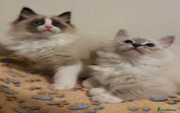 Ragdoll cats for sale: 💙🐾Tica full Pedigree🐾EU Ragdoll 🐱🐾DNA Clear - Image 25