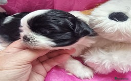 Shih Tzu dogs for sale: Kc reg stunning very tiny babies boys/girls - Image 8