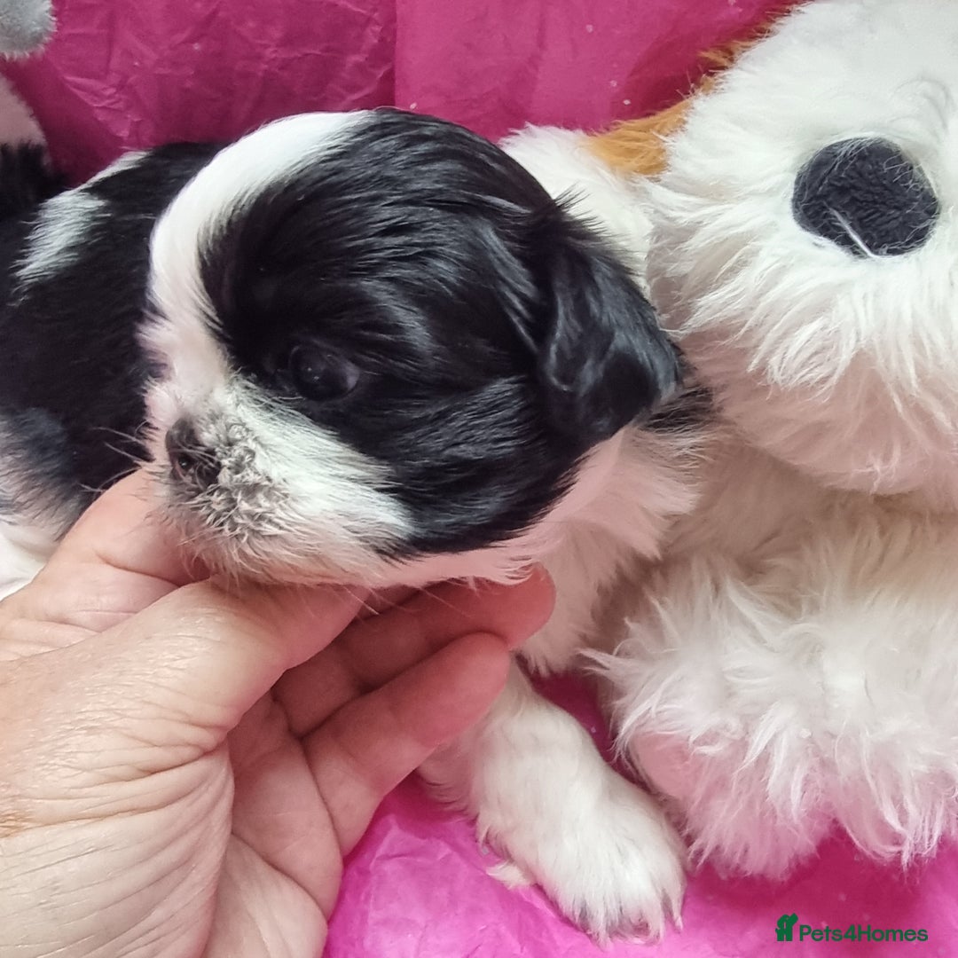 Shih Tzu dogs for sale: Kc reg stunning very tiny babies boys/girls - Image 8