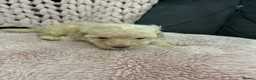 Toy Poodle dogs for sale: Amazing toy poodle puppies  - Advert 8
