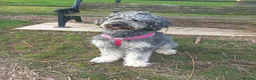 Bernedoodle dogs for sale: F2b midi Bernedoodle  - Advert 26