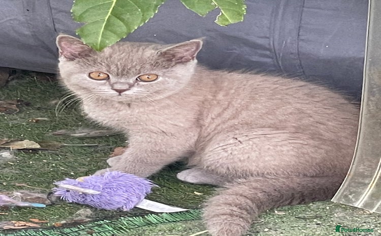 British Shorthair cats in Manningtree - Advert 4