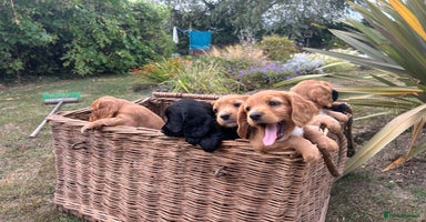Cocker Spaniel dogs - Advert 3