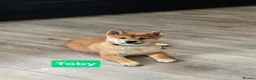 Japanese Shiba Inu dogs for sale: Foxy little shibas - Advert 23