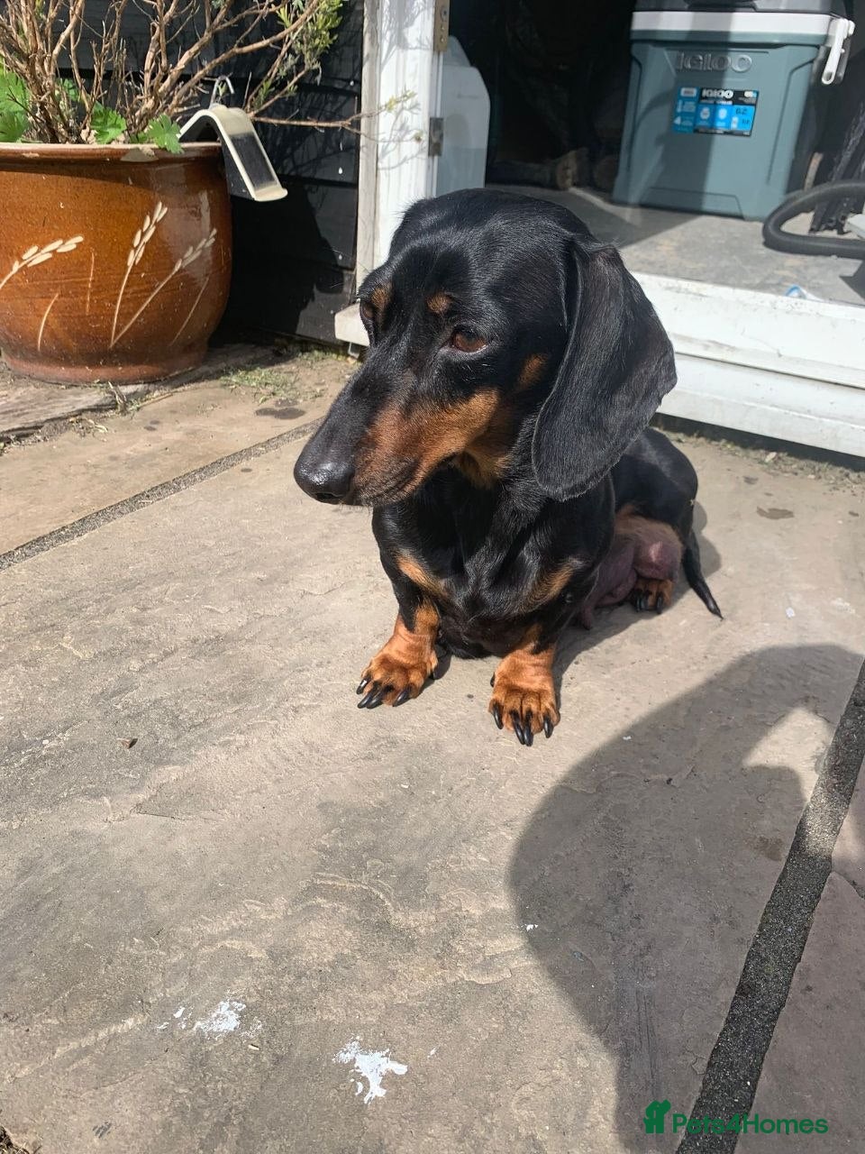 Bella