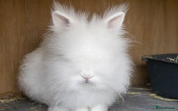 Lionhead rabbits for sale: One male left. Blue eyes. Orange and white - Image 14