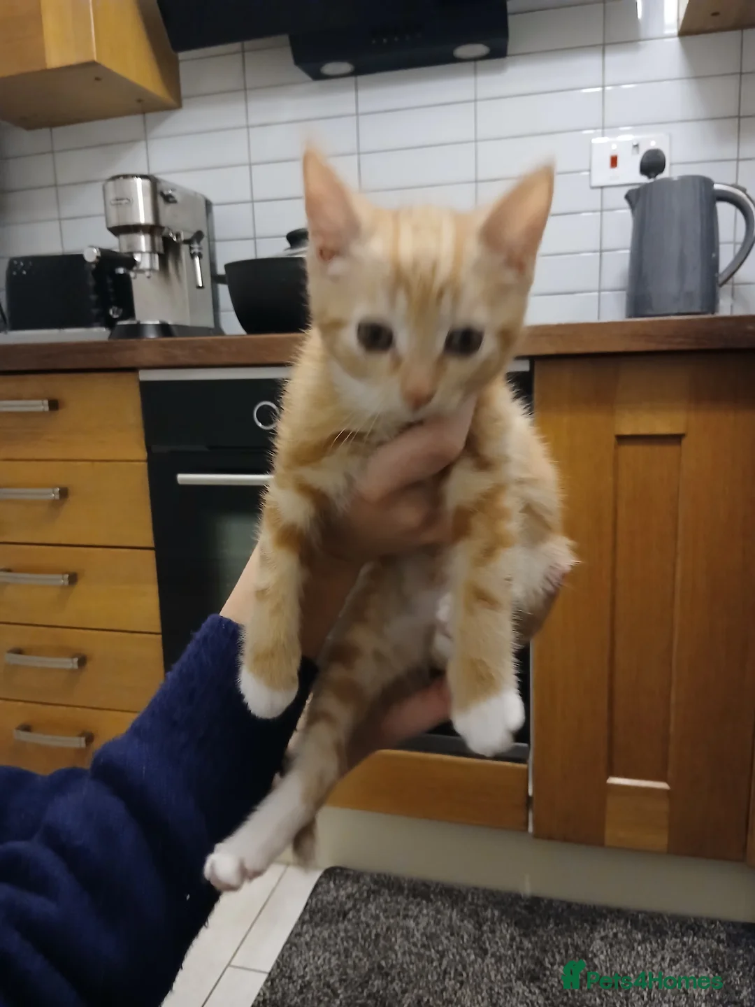 Mixed Breed cats for sale: Maine coon xxx - Advert 10