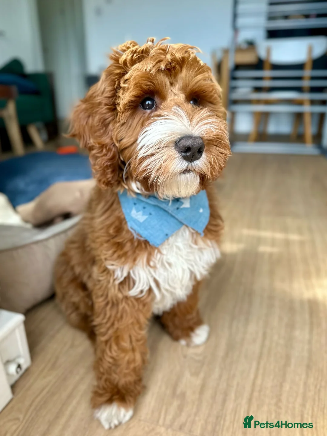 Goldendoodle dogs for sale: WAITING LIST- Australian Labradoodle RED&White TUX - Advert 13