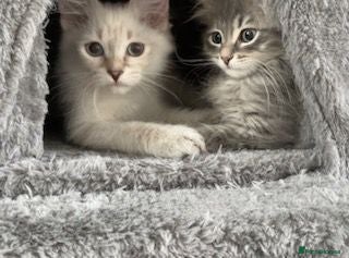 Siberian cats Beautiful Pure Siberian Kittens - Hypoallergenic - Advert 2