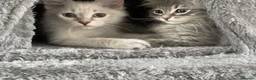 Siberian cats for sale: Beautiful Pure Siberian Kittens - Hypoallergenic - Advert 2