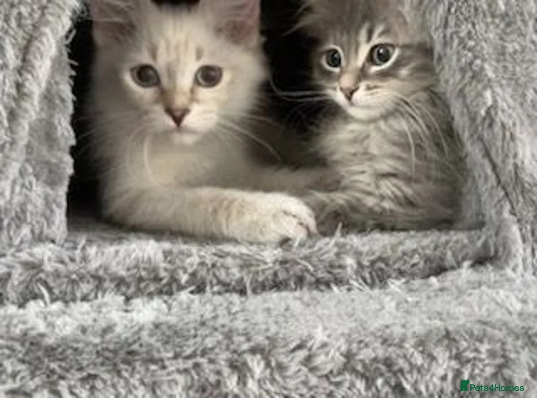 Siberian cats for sale: Beautiful Pure Siberian Kittens - Hypoallergenic - Advert 2