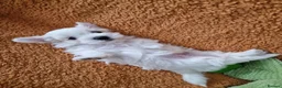 Maltese dogs for sale: Beautiful Maltese Boy PuppiesReadyFrom15thOctober  - Advert 3