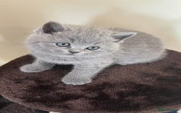 British Shorthair cats for sale: Gorgeous BSH Kittens  - Image 4