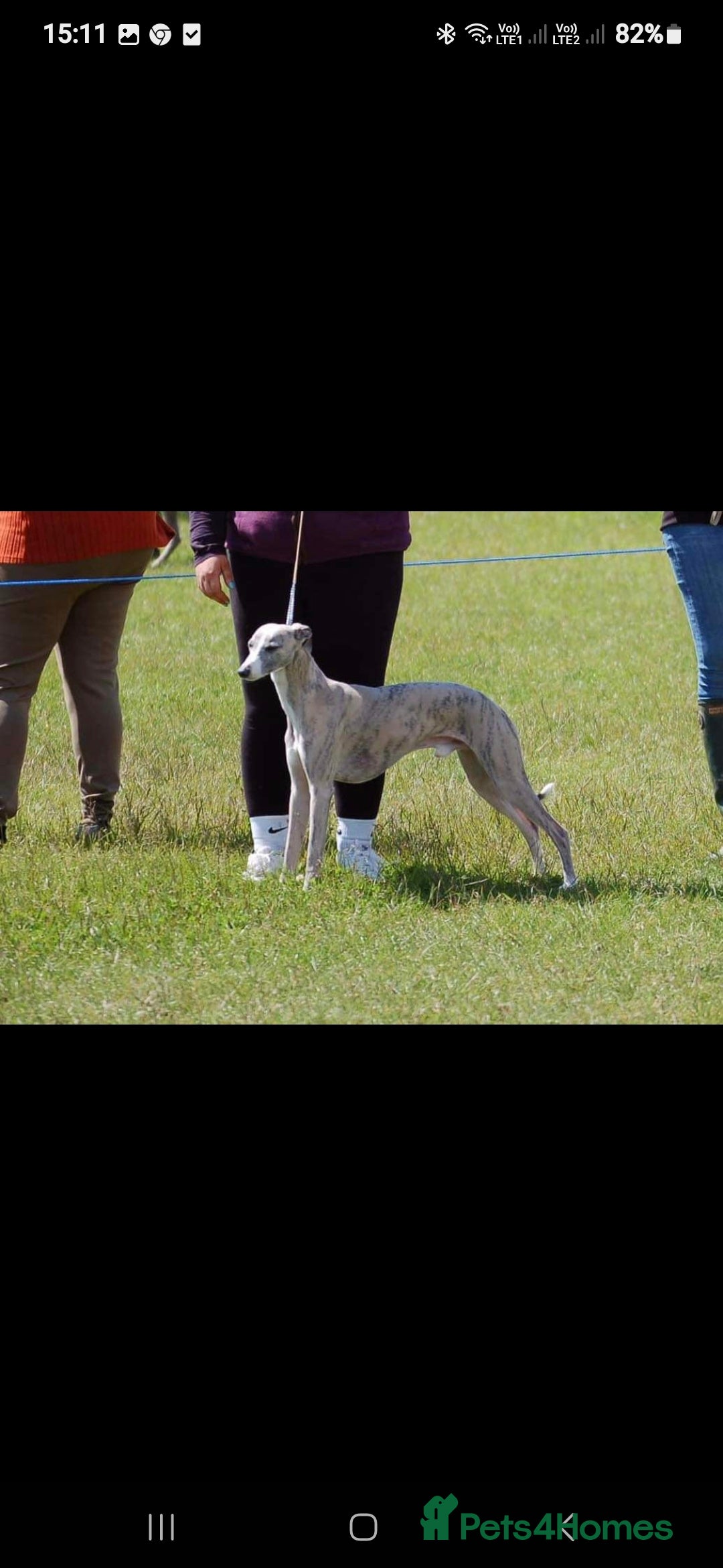 Whippet dogs for sale: Stunning whippet puppies  - Advert 18