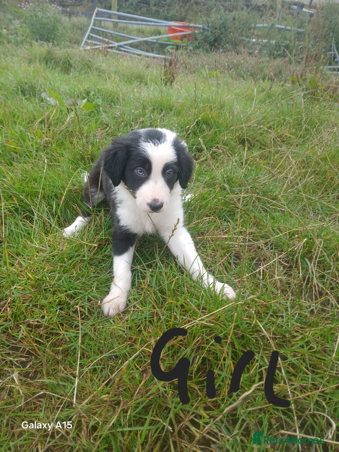 Border Collie dogs for sale: Border collie puppies  - Image 2