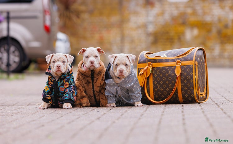 American Bully dogs - Advert 2