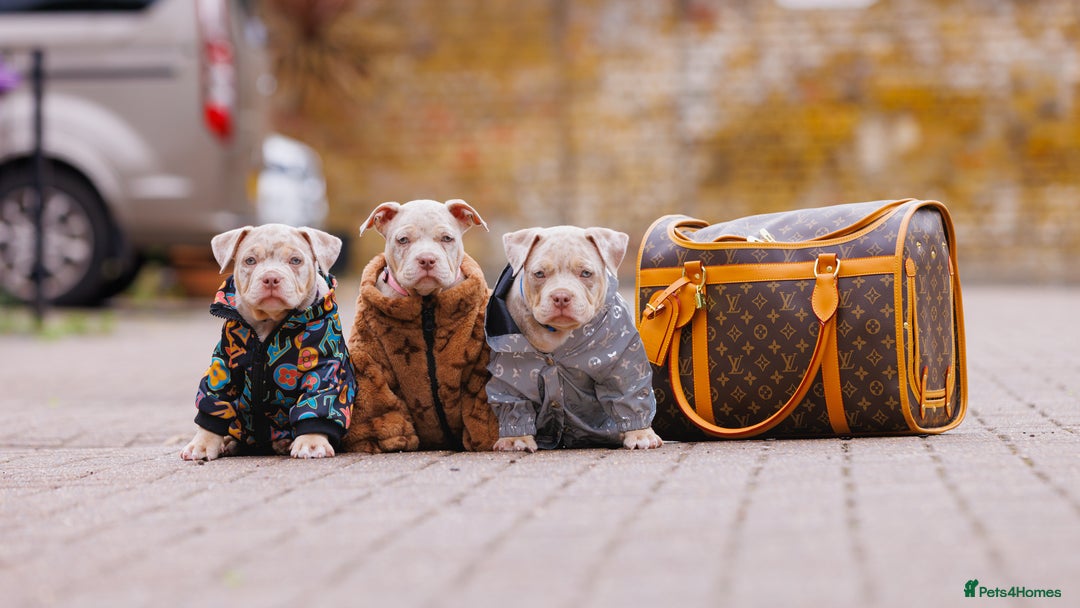 American Bully dogs for sale: REAL QUALITY BULLYS READY  - Image 1