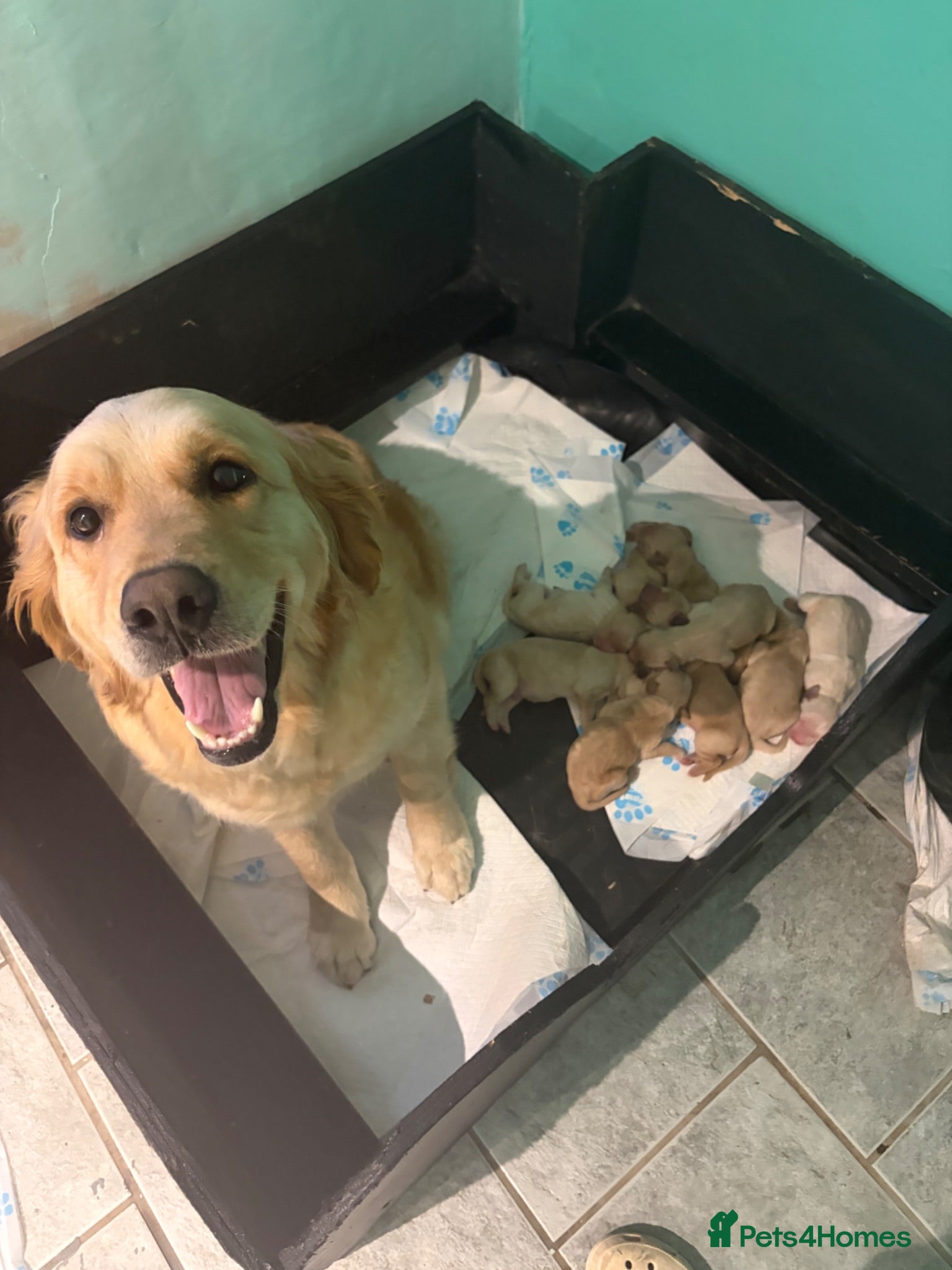 Golden Retriever dogs Gorgeous litter of 4G 5B pure golden retrievers.  - Advert 1