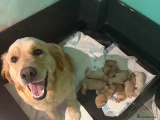 Golden Retriever dogs Gorgeous litter of 4G 5B pure golden retrievers. - Advert 2