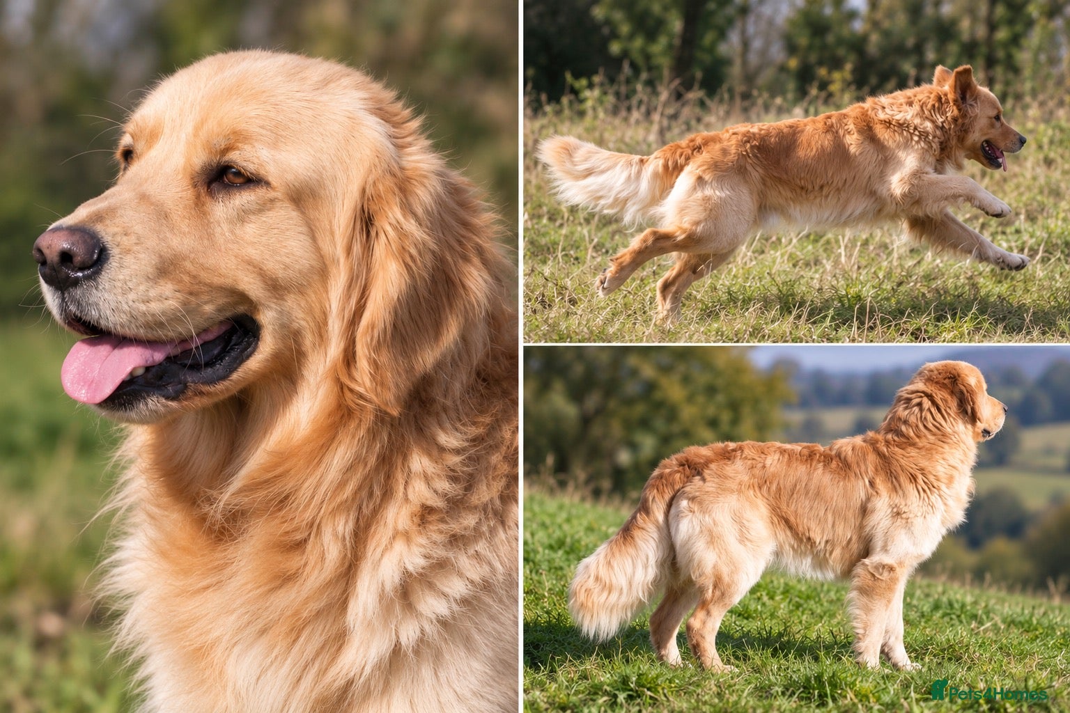 Golden Retriever dogs KC GOLDEN RETRIEVER STUD EXTENSIVELY HEALTH TESTED - Advert 6