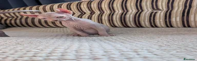 Sphynx 2