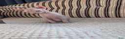 Sphynx cats for sale: Ready for reservation  - Advert 8