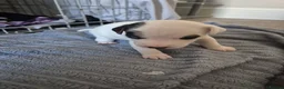 Parson Russell dogs for sale: Adorable Parsons terrier pups - Advert 11