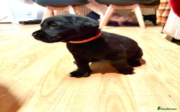 Labrador Retriever dogs for sale: Labrador Love Nuggets - 7 left - Image 23