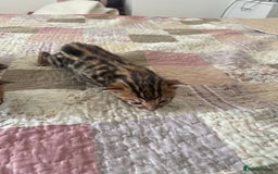 Bengal cats for sale: Bengal  - Image 4