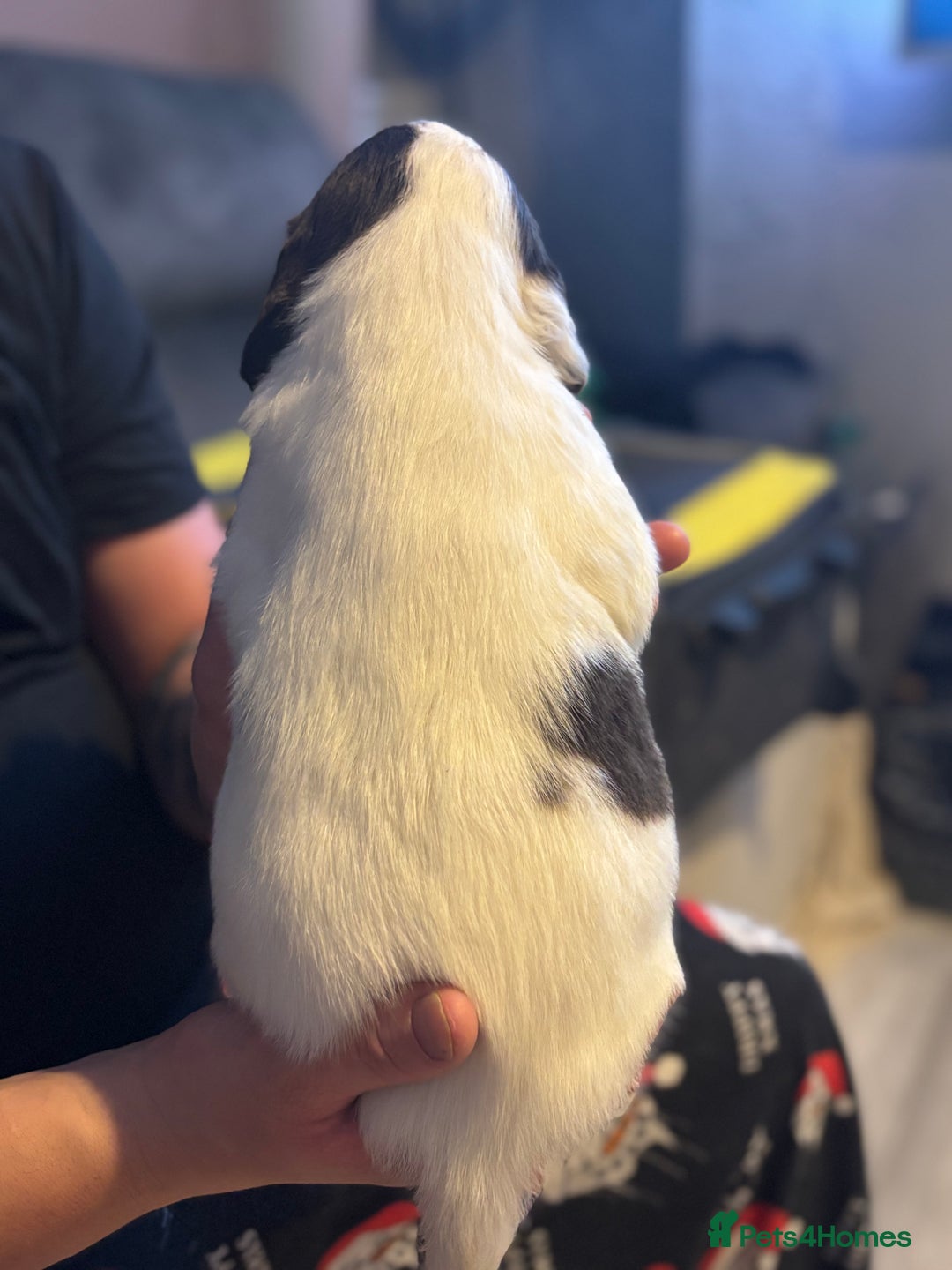 English Springer Spaniel dogs for sale: English Springer Spaniel Puppies  - Advert 9