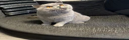 British Shorthair cats for sale: Show quality British Shorthair girl  - Advert 9