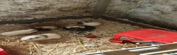 Guinea Pig rodents for sale: Female guinea pigs - Advert 2