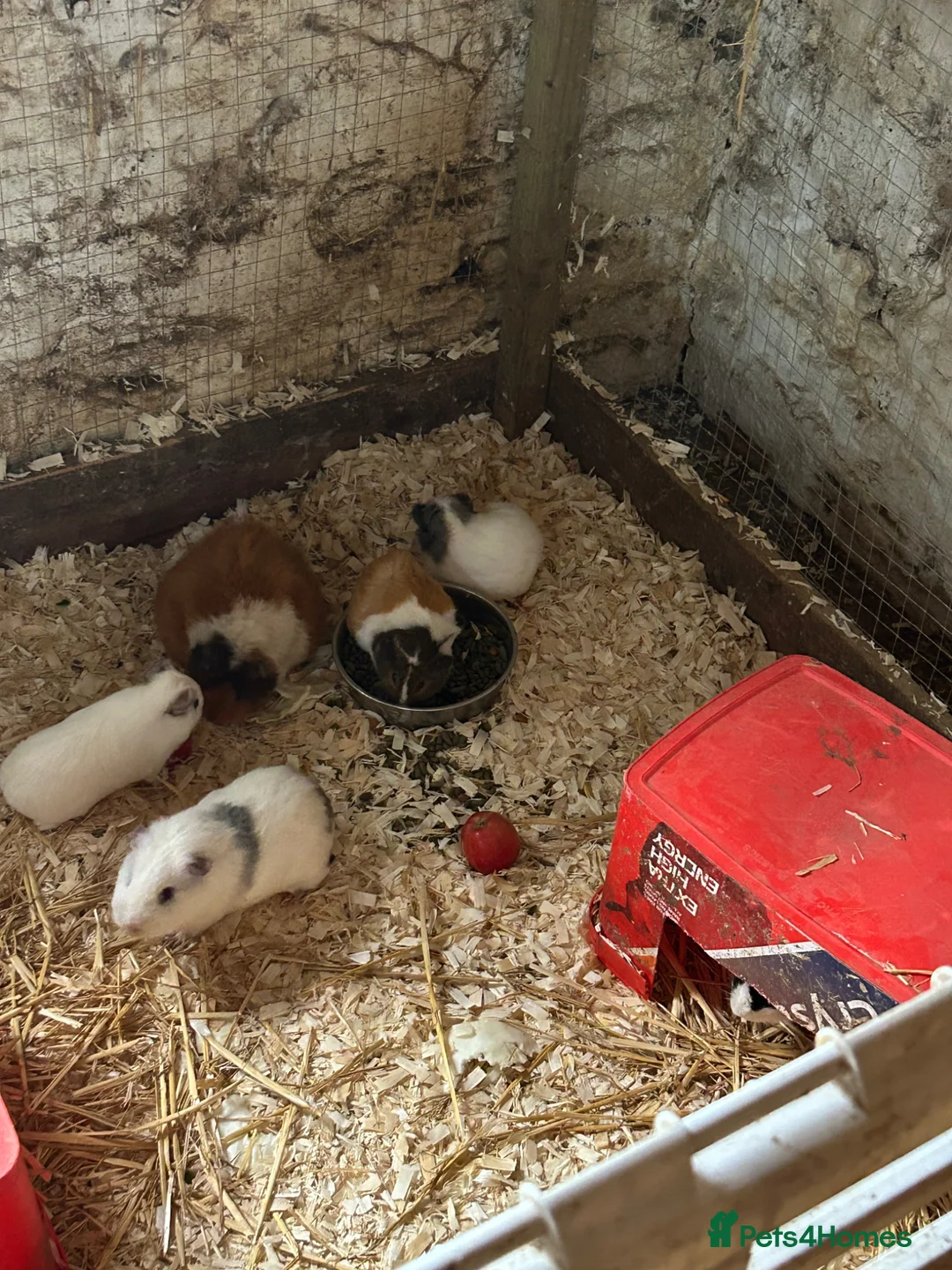 Guinea Pig rodents for sale: Female guinea pigs - Advert 2