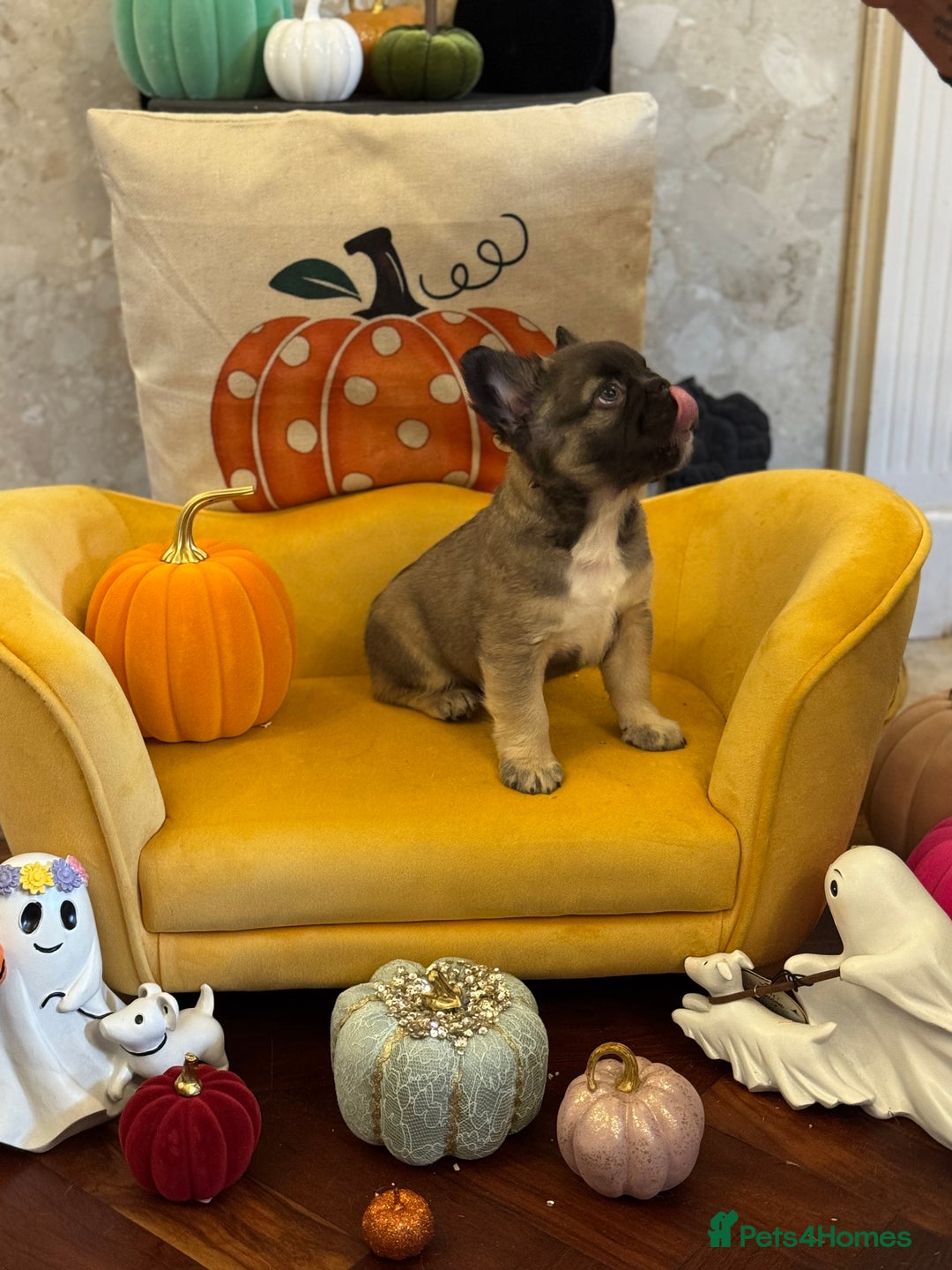 French Bulldog dogs for sale: Fluffy frenchie puppy **Ready Now** - Advert 5