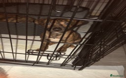 Mixed Breed dogs for sale: Lurcher/greyhound puppies - Image 4