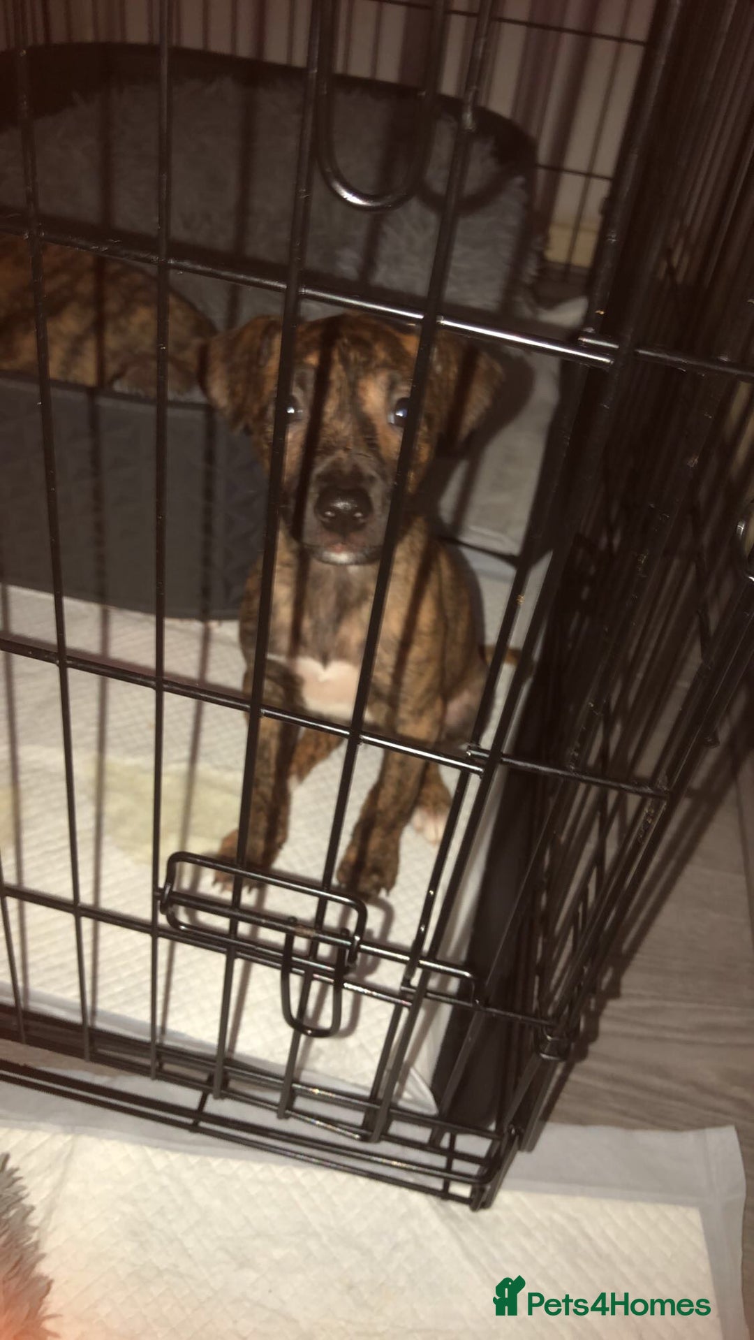 Mixed Breed dogs for sale: Lurcher/greyhound puppies - Image 4