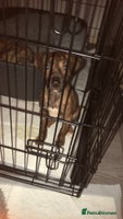 Mixed Breed dogs - Advert 1
