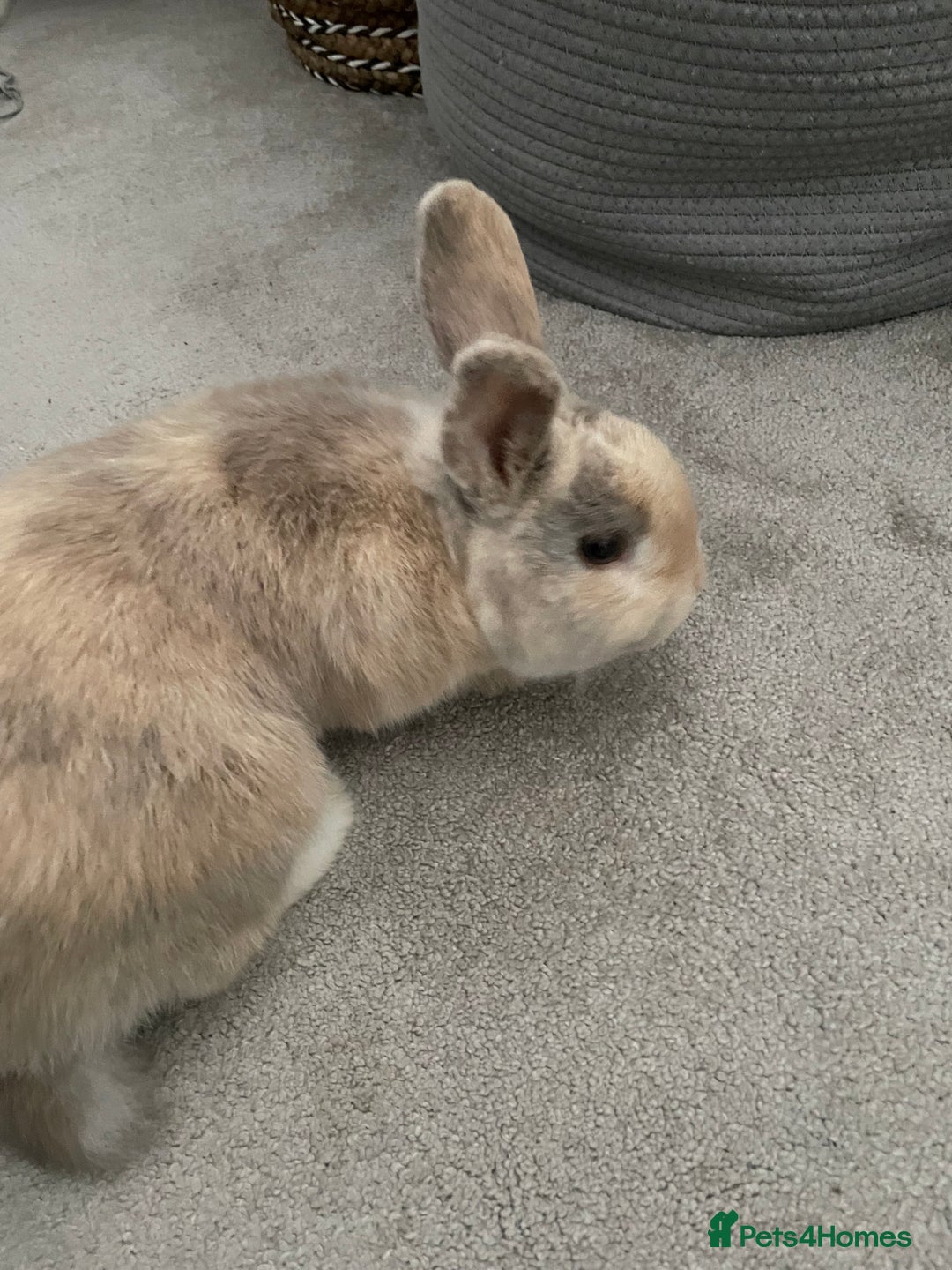 Mini Lion Lop rabbits for sale: Mini lion lop male  - Advert 5